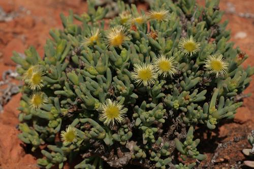 Mesembryanthemum prasinum (L. Bolus) Klak