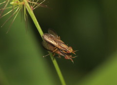 Limnia conica
