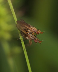 Limnia conica