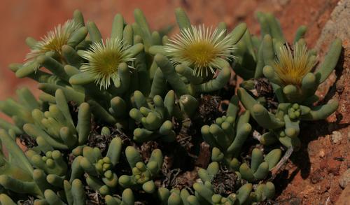 Mesembryanthemum prasinum (L. Bolus) Klak 3