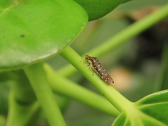 Paraulacizes thunbergi