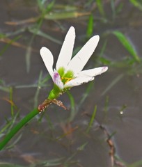 Zephyranthes minima