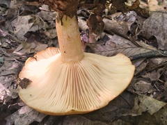 Lactarius croceus