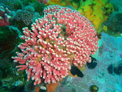 Stylaster nobilis