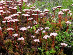 Crassula rubricaulis