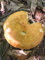 Lactarius croceus