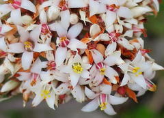 Crassula rubricaulis