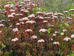 Crassula rubricaulis