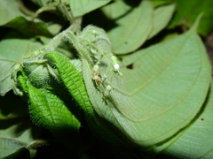 Miconia silvicola