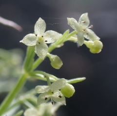 Galium fendleri