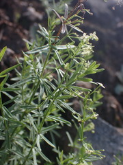 Galium fendleri