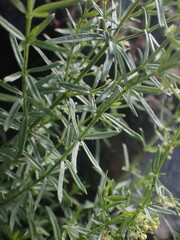Galium fendleri
