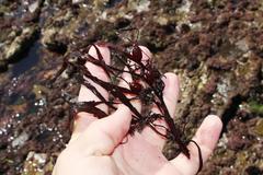 Anthophycus longifolius