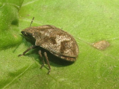 Hotea curculionoides