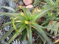 Bulbine latifolia latifolia