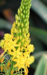 Bulbine latifolia latifolia