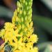 Broad-leaved Bulbine - Photo (c) magdastlucia, some rights reserved (CC BY-NC), uploaded by magdastlucia