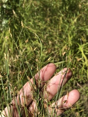 Fimbristylis annua