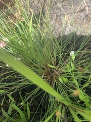Fimbristylis annua