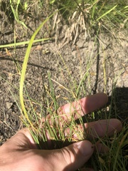 Fimbristylis annua