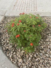 Lantana