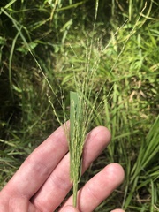 Panicum dichotomiflorum dichotomiflorum