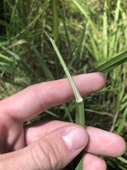 Panicum dichotomiflorum dichotomiflorum
