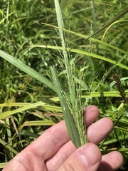 Panicum dichotomiflorum dichotomiflorum