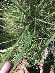 Panicum dichotomiflorum dichotomiflorum