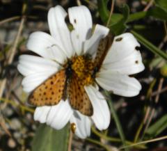 Pardopsis punctatissima