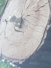 Hemipholiota populnea
