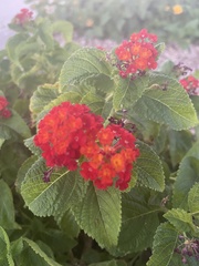 Lantana