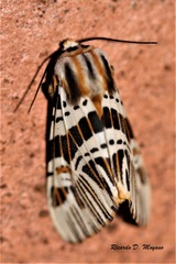 Isia alcumena