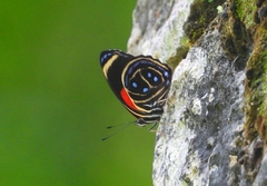 Callicore texa titania