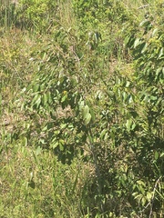 Diospyros virginiana image