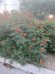 Caesalpinia