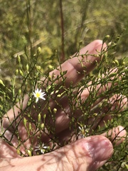 Symphyotrichum depauperatum