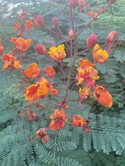 Caesalpinia