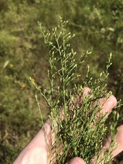 Symphyotrichum depauperatum