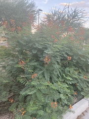 Caesalpinia