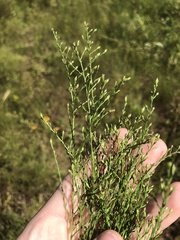 Symphyotrichum depauperatum