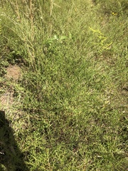 Symphyotrichum depauperatum