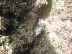 Lithophyllum incrustans