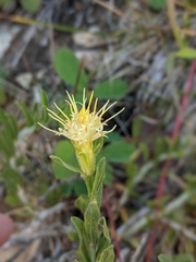 Ericameria discoidea