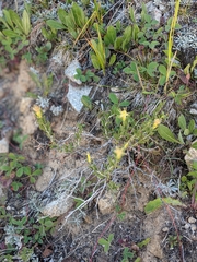 Ericameria discoidea