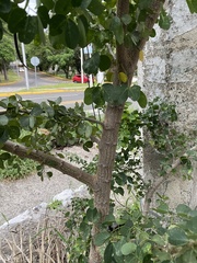 Pithecellobium dulce