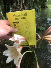 Crinum bulbispermum