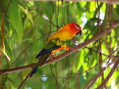 Aratinga solstitialis