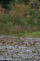 Ardea herodias herodias