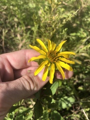 Silphium asteriscus asteriscus